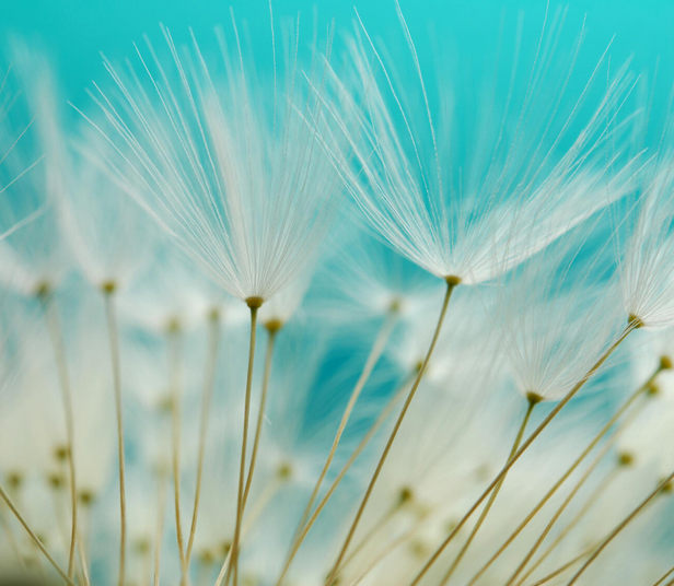 Dandelions in the wind