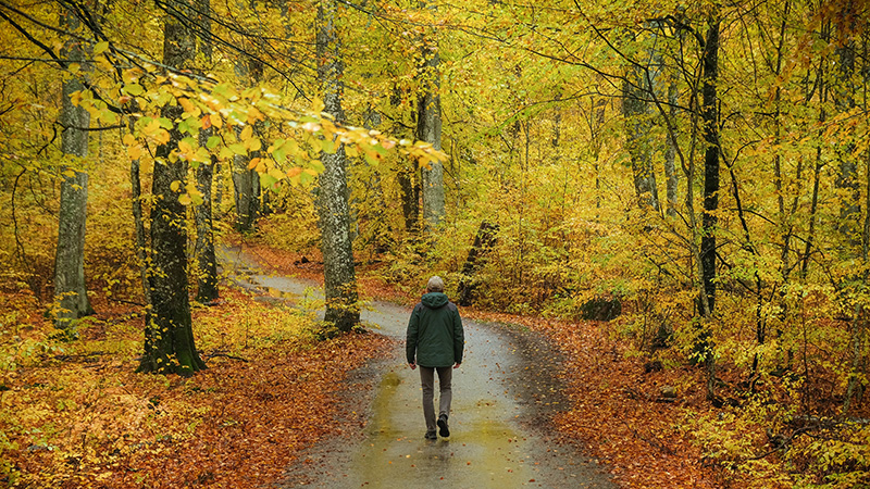 Man walking down a path, surrounded by fall colors