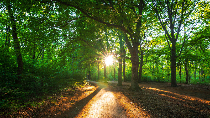 Sunshine peeking through the trees along a walking path