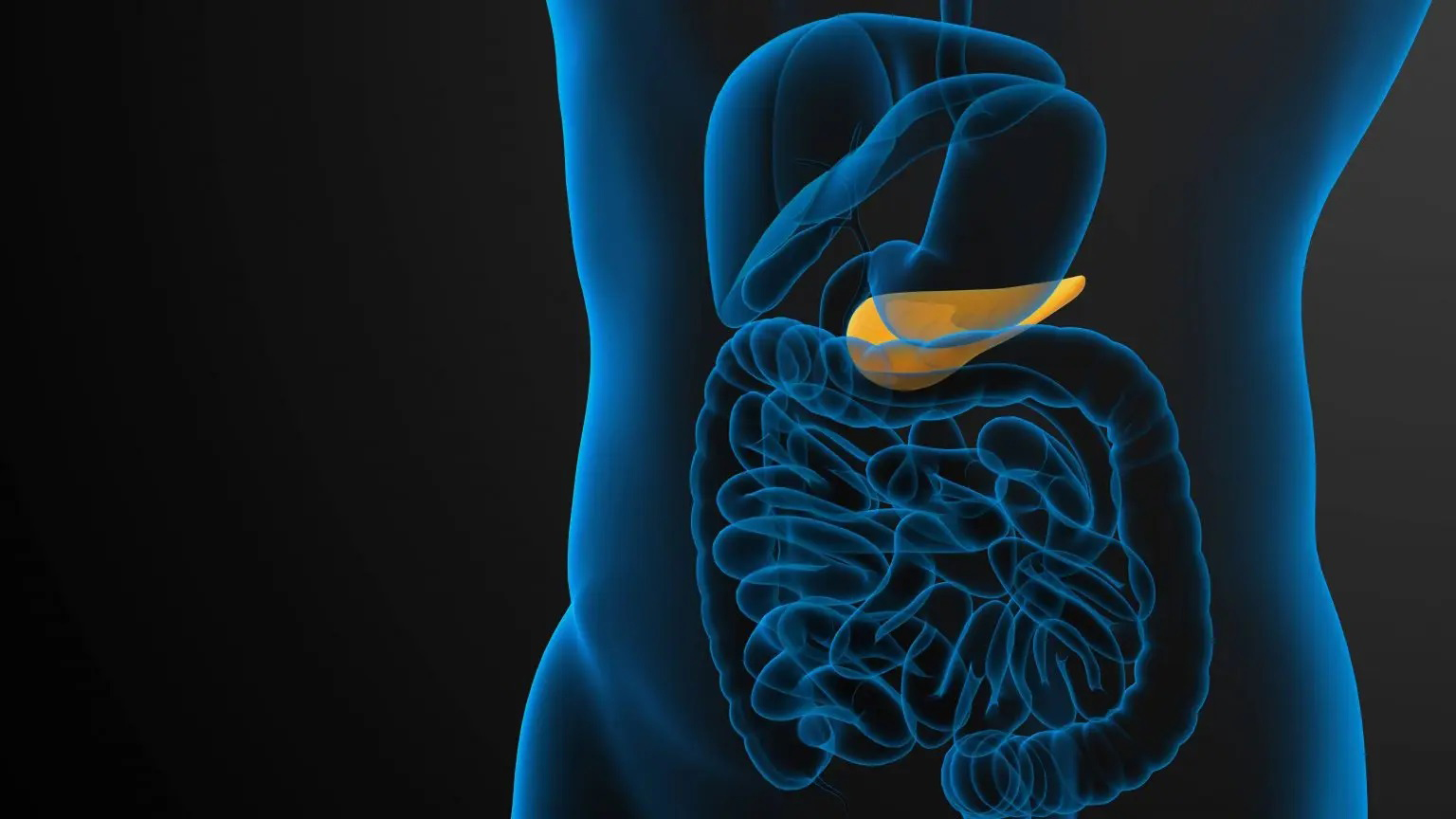 Graphic of pancreas 