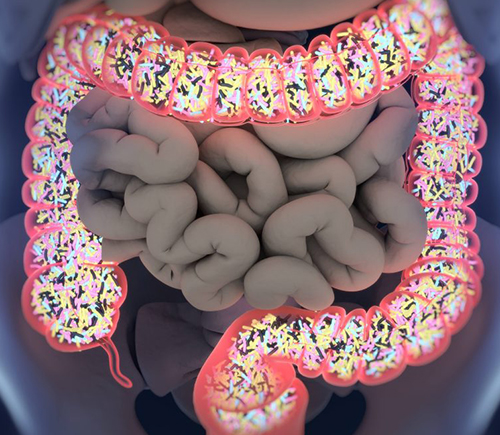 gut microbiome