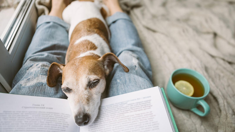 Woman reading with a dog resting its head on her book
