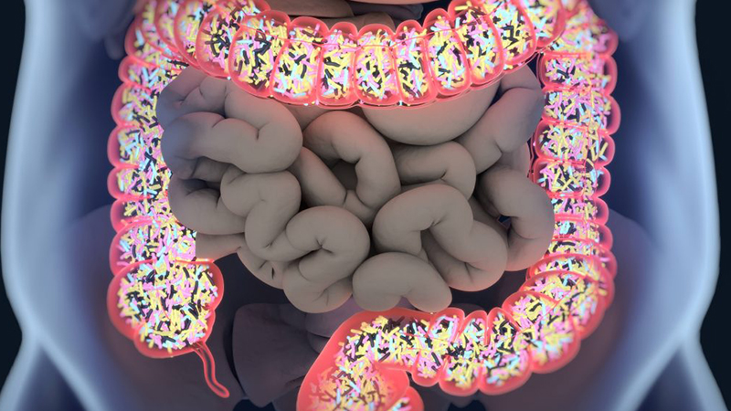 Gut microbiome