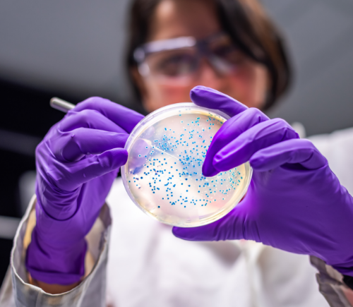 Researcher using petri dish