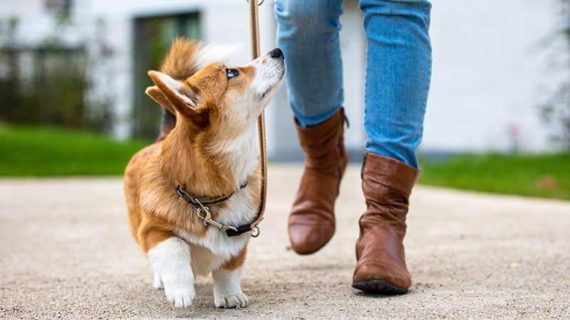 Woman walking with her Corgi