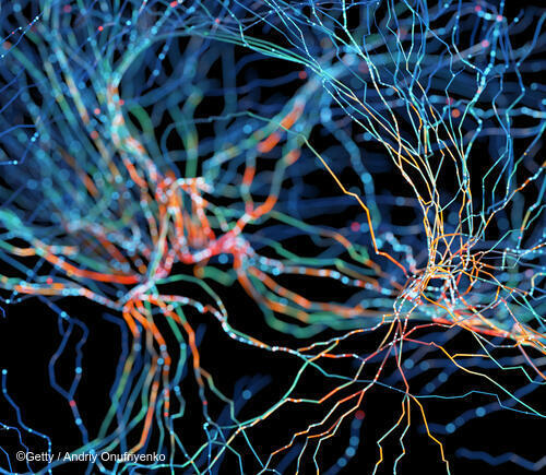 Digital rendering of the nervous system