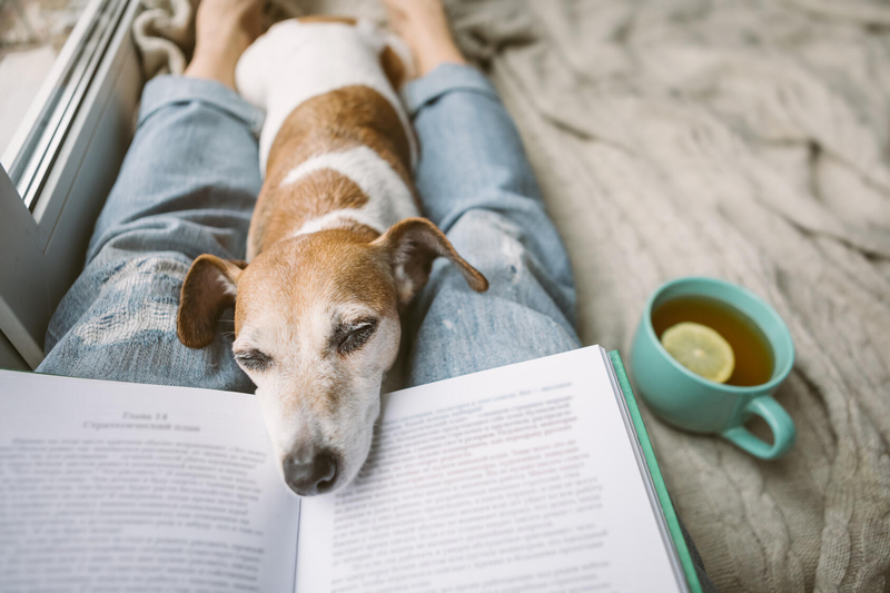 Person reading a book with a dog