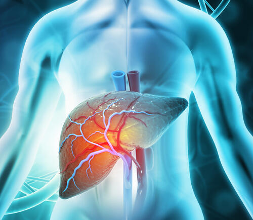 Graphic of liver