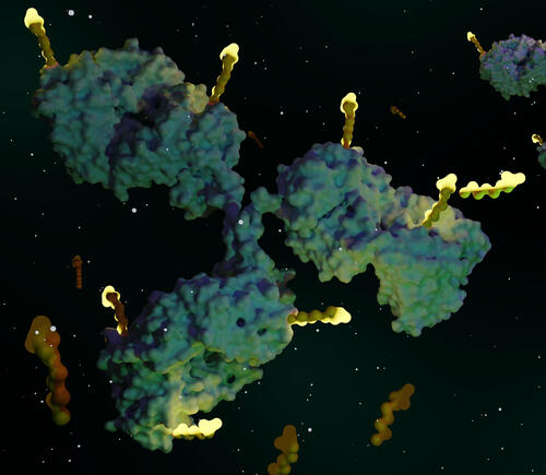 Graphic of antibody drug delivering therapy to cancer cells