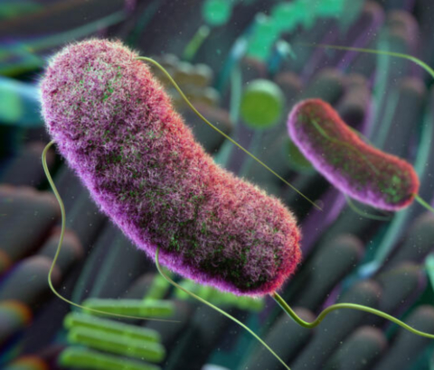 Gut microbiome