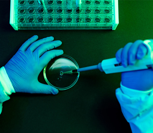 Researcher using dropper on petri dish