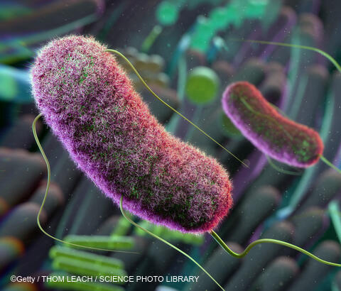 Gut microbe