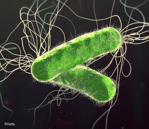 Illustration of bacteria.