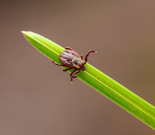 Tick on a plant