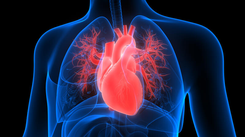 Digital illustration of a human heart